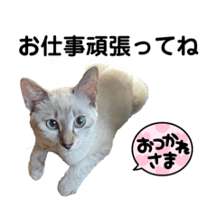 Ｇ我が家の保護猫(福井弁あり)