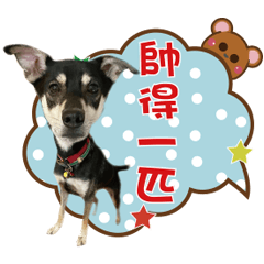 餓犬弟弟裝可愛