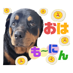 Honey_20220915115938