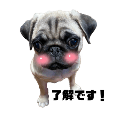 animal_mck