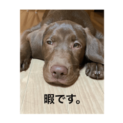 ラブラドールの日常会話