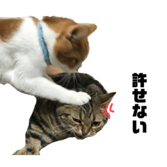 tomomi_20220914222745