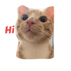 Meow meow Series阿橘橘 Episode1