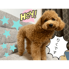 愛犬♡りく…2022