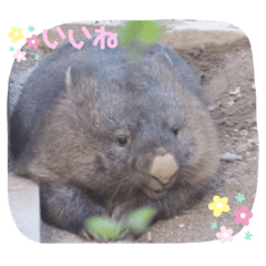 のんびりウォンバットvol.7
