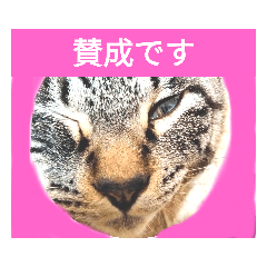ねことねここ - LINE スタンプ | LINE STORE