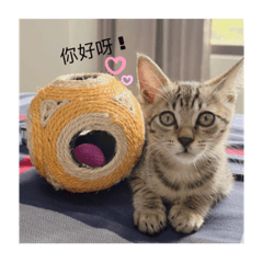 可愛的皮蛋咪