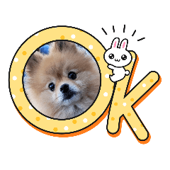 pomeranian_monaka