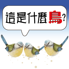 這是什麼鳥? 多采多姿 色彩繽紛鳥 實用字1