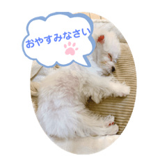 Maltese mousse stamp