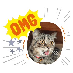 Mama & Kamkrab cat lover