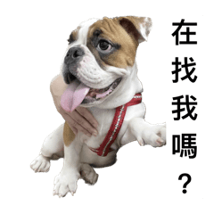 Funny English bulldog, Babo