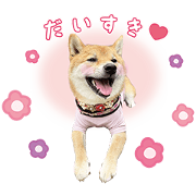 Hachi's sticker!