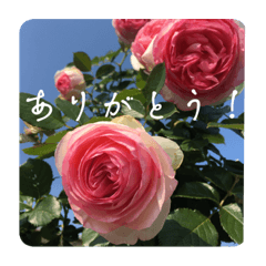 misa_20220917235038
