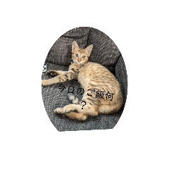 可愛い猫達❤️保護猫にゃん❤️猫❤️日常❤️