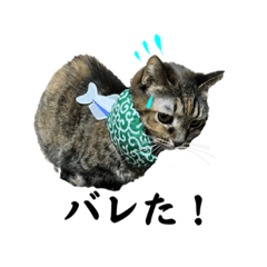 猫スタンプ③（ナナとハチ☆）