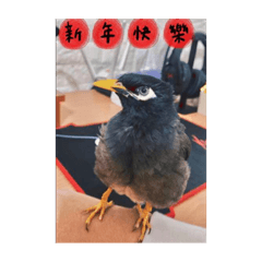 毛毛貼圖part1