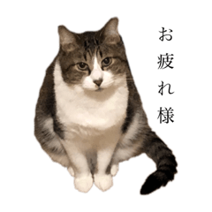 myprettycats(dai,coco,yuzu)