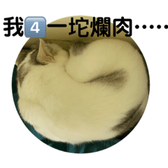 可愛到咪咪喵喵