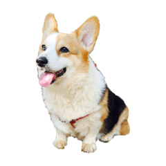 Lovely Corgi Yoyo