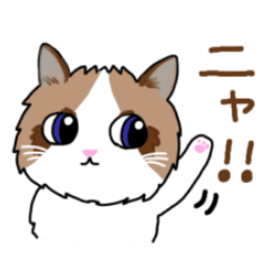 Yamaimo's lovery cat "Sora"
