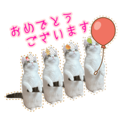 Sweet cat from Japan
