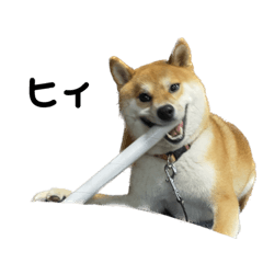 ふうたくんたち