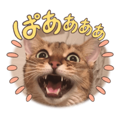 chiyo_20220919084517