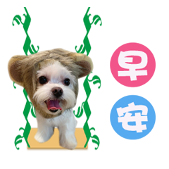 我的四寶貝