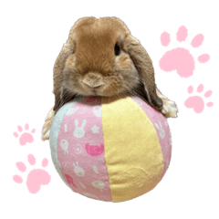 Rabbit_HollandLop_