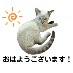 Ｈ我が家の保護猫シャム(福井弁あり)