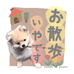 tanuki_20220919181035