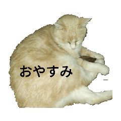 nekokawaii_20220919203116