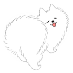 Pomeranian is fluffy