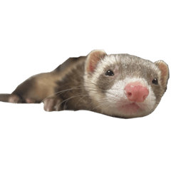 ferret KINAKOCCHI