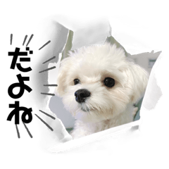 Maltese mousse stamp.