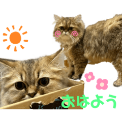 shiho_20220919233109