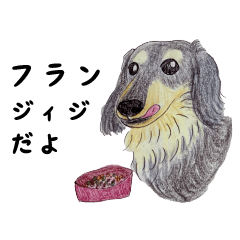 Furan jiji - elder dachshund