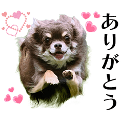 chiwawanowikcykun