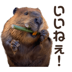 Beaver stamps speaking Japanese