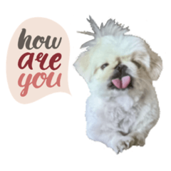 Pekingese Chun funny Sticker