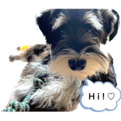 chel._20220920214928 – LINE stickers | LINE STORE