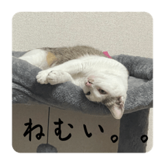 hana_20220920221818