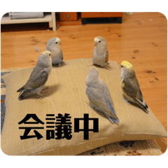 コザクラインコ・ボタンインコ