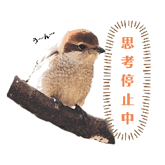 Wild birds stickers - 4