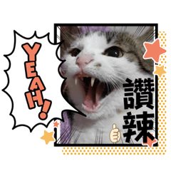 收到貓狗一家日常貼 – LINE貼圖 | LINE STORE