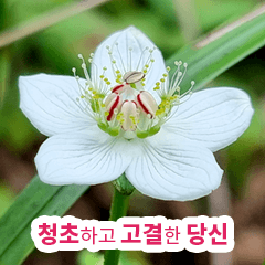 Wildflowers in Korea