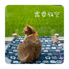 吃飽睡「喵喵」