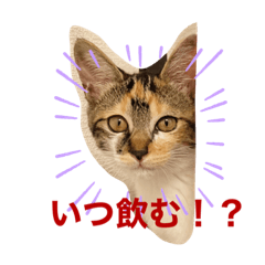Chiyo_20220922100810