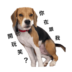 Beagle野孩子阿乓